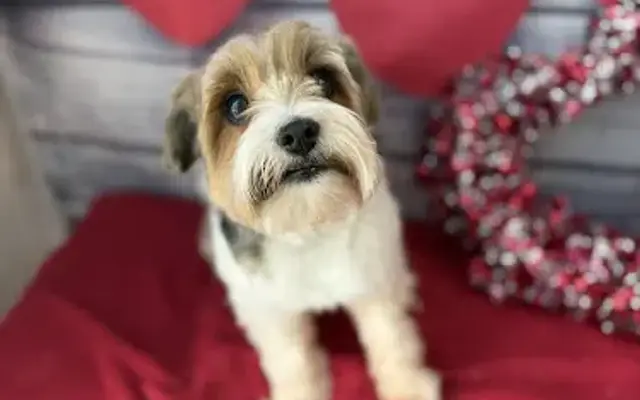 Pup Punk Grooming in Boise, ID