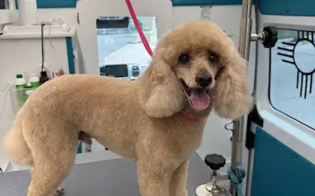 Enchanted paws mobile grooming in Rio Rancho, NM