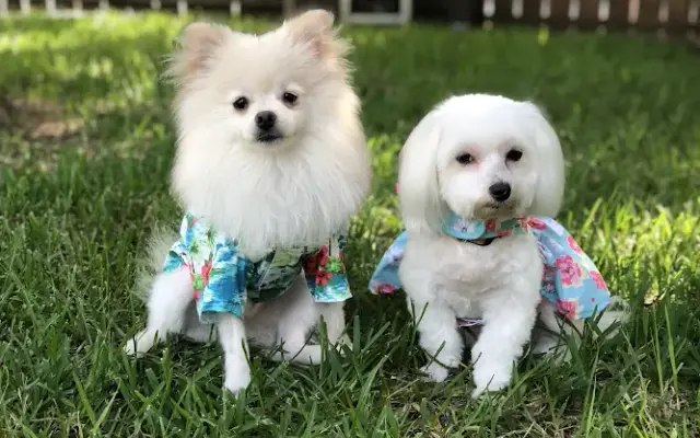 Pet Paradise in Burleson, TX