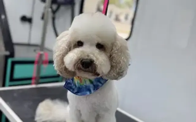 Pawfectly Clean Mobile Grooming in Middleburg, FL