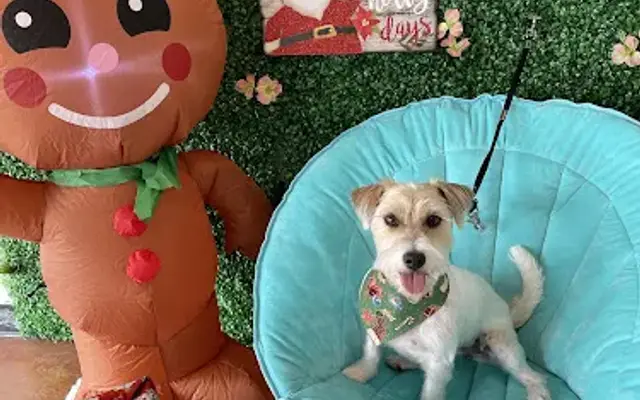 Pretty Paws Pet Spa servicing dogs under 30 lbs in Cypress, TX