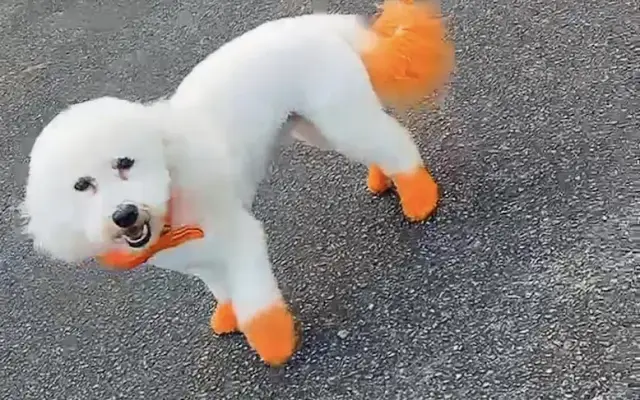 L.A. Grooming in Covington, GA
