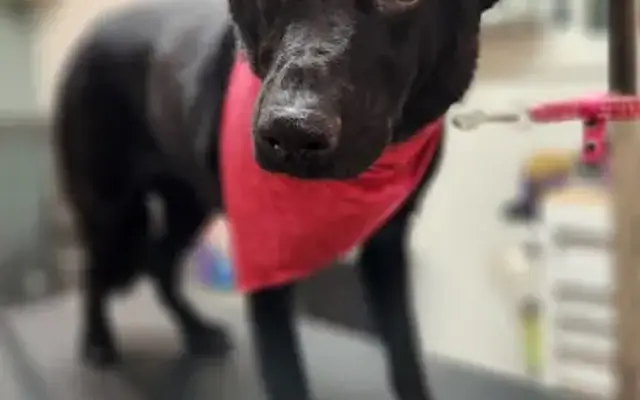 Fresh Pets Grooming in Dallas, OR