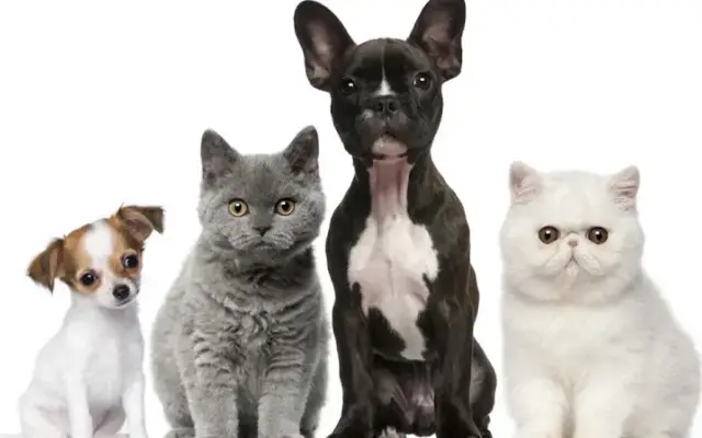 All Creatures Veterinary Services in Arlington, WA