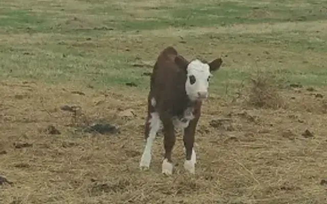 Edelweiss Farm in Luray, VA