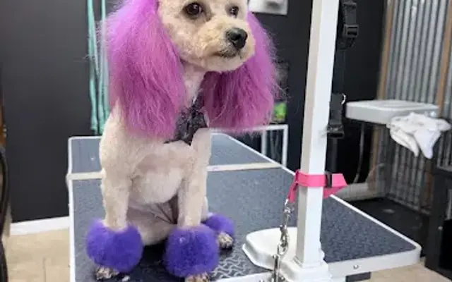 Beauty of the Beast Pet Grooming in Crystal River, FL
