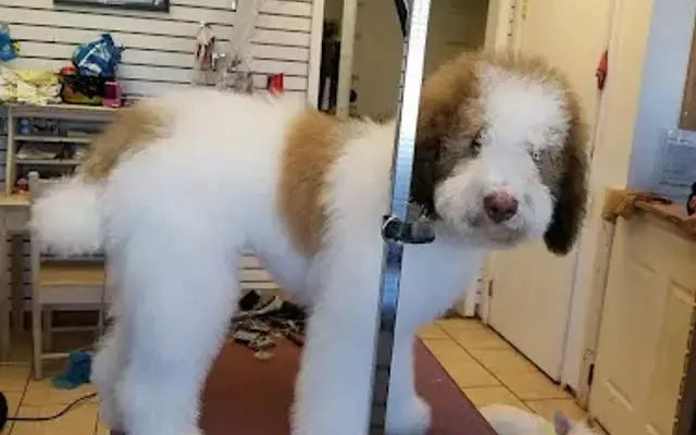 Circle of Friends Pet Grooming in Brockport, NY