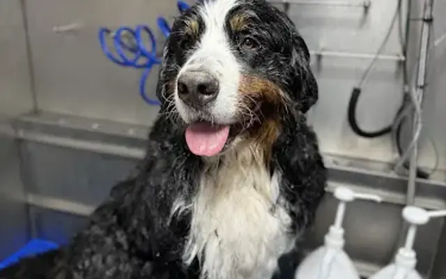 Bark & Bubble in Ellensburg, WA