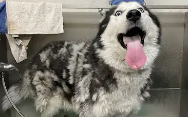 Paws Place Grooming in Lakeside, CA