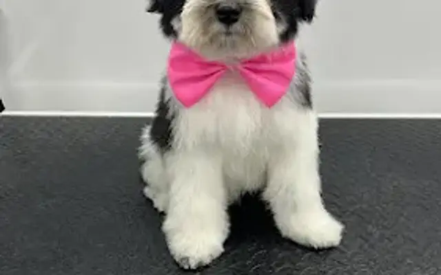 Iron Pet Grooming Salon in Pembroke Pines, FL