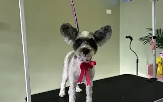 The Cutest Dog in Brookfield, IL