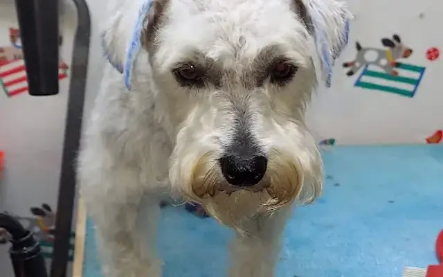 Boston Pet Grooming in Boston, GA