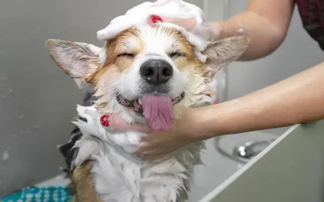 My Mobile Dog Groomer in Fresno, CA