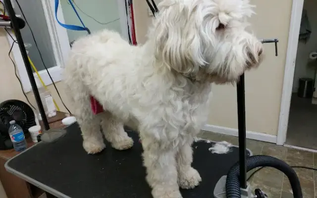 The Green Groomer in Northampton, MA