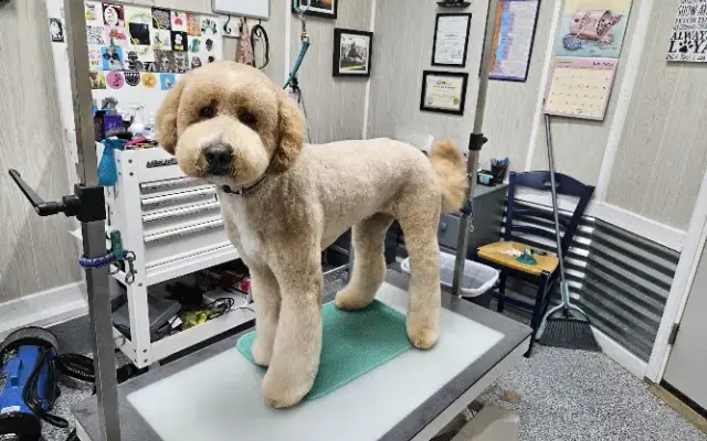 Mackie's dog styling in Crossville, TN