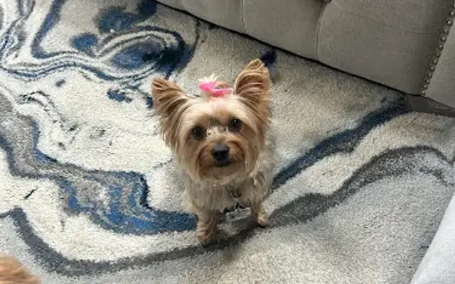Show Grooming by Caitlin in Middletown, DE