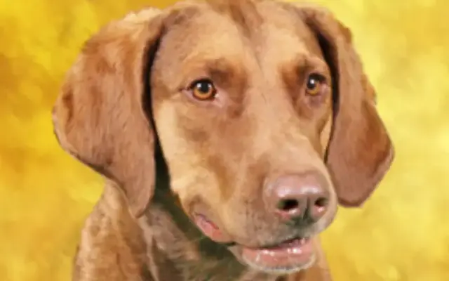 South Paws Pet Service in Virginia Beach, VA