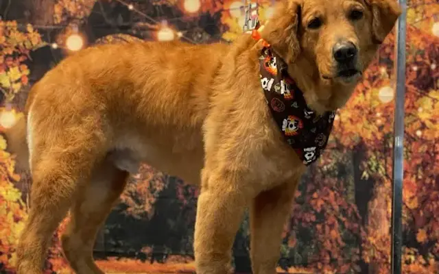 So Pawsh Dog Grooming LLC in Milton, FL