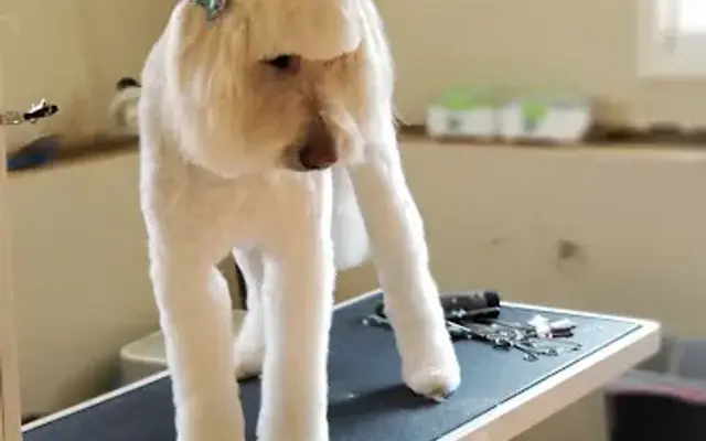 Cassi's Classi Dog Grooming in Marengo, IL
