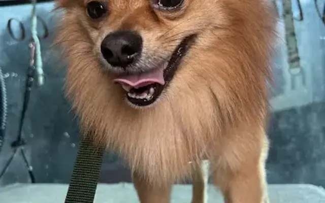 Stylin Doggy in Studio City, CA