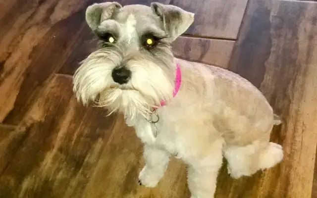 The Nut Farm Kennel & Grooming in Fort Davis, TX