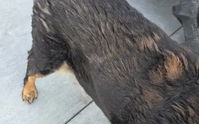 Silent Paw Dog Spa in Menan, ID