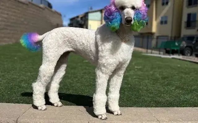 Royal Paw Spa MOBILE GROOMING in Denver, CO
