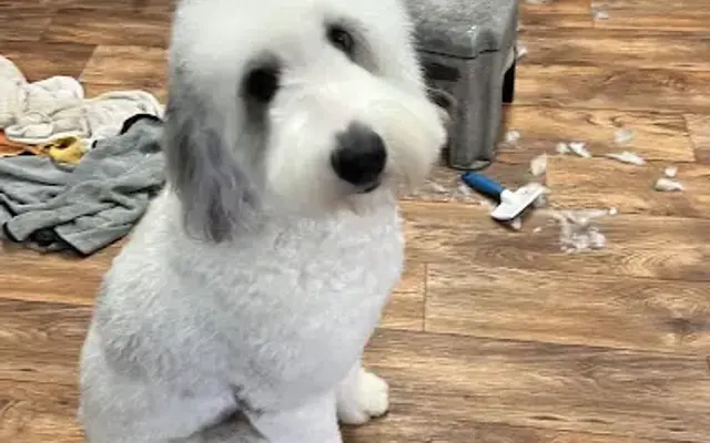 Scooby Doo'z Pet Salon LLC. in Broussard, LA