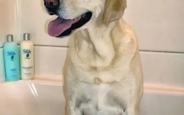 Grey Cottage Llc Pet Spa Boutique in Fairport, NY