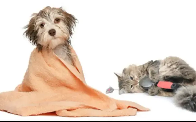 Mobile Pet Grooming by Alexis in Cheektowaga, NY