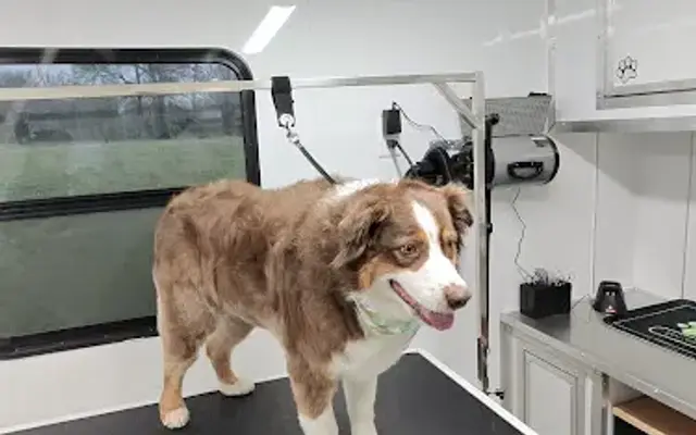 Round of Apaws Stay and Play in Canton, MS