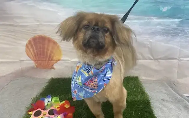 For The Love Of Dogs Pet Boutique & Grooming in San Antonio, TX