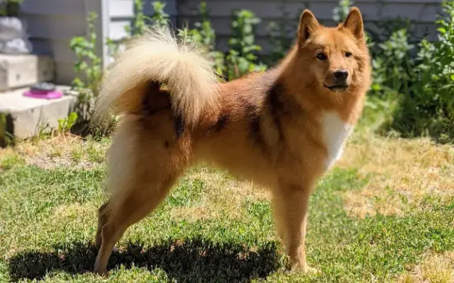 Best in Show Pet Grooming in Klamath Falls, OR