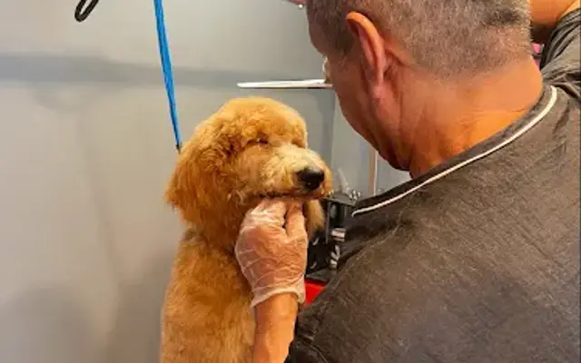 Oscar’s Mobile Pet Grooming, LLC in Mesa, AZ