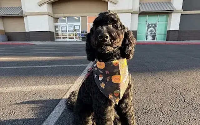 PetSmart Grooming in Las Vegas, NV