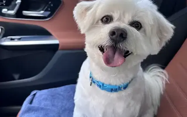 Good Dog Grooming Shop in Houston, TX