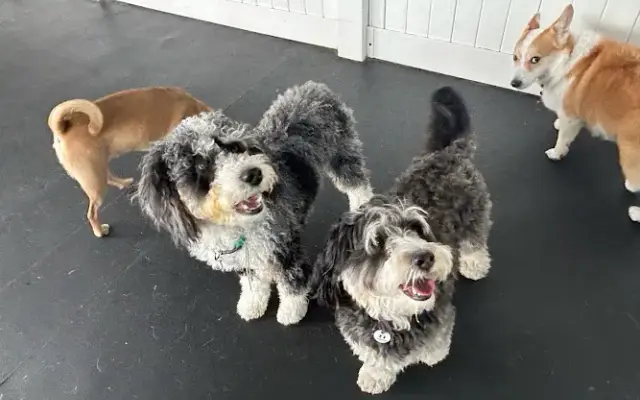 Dog-E-Den Tarzana Dog Daycare Boarding Grooming & Training in Tarzana, CA