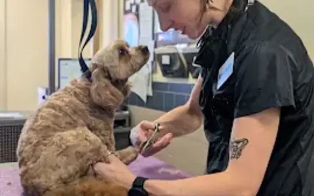 Mobile Grooming by Rosemary in Asheville, NC