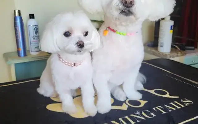 Blooming Tails in Port Charlotte, FL