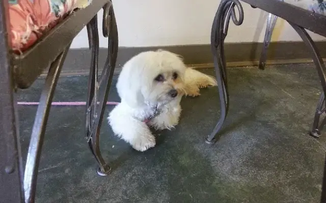 A Pawsitive Experience Pet Services, LLC in Holiday, FL