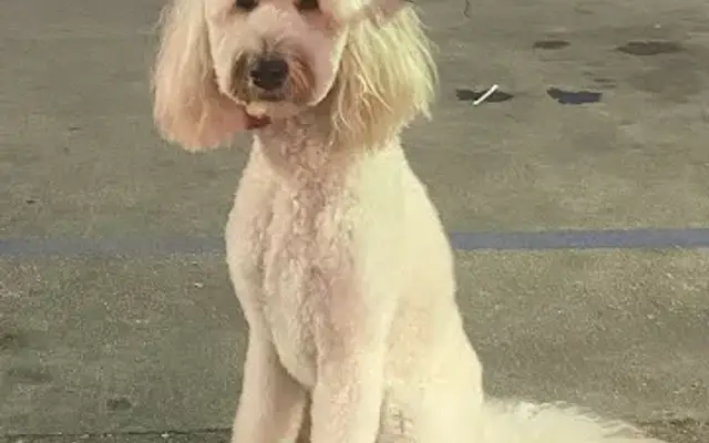 Pink gypsie grooming spa in Baton Rouge, LA