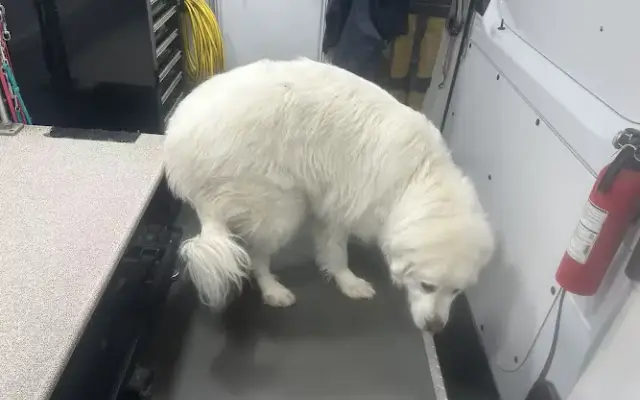 luckytailpetgrooming.com in Montclair, CA
