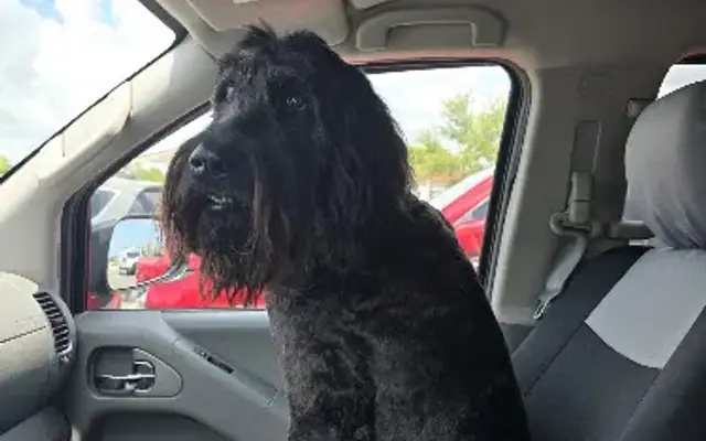 Fur Shore Dog Grooming, LLC in Rockledge, FL