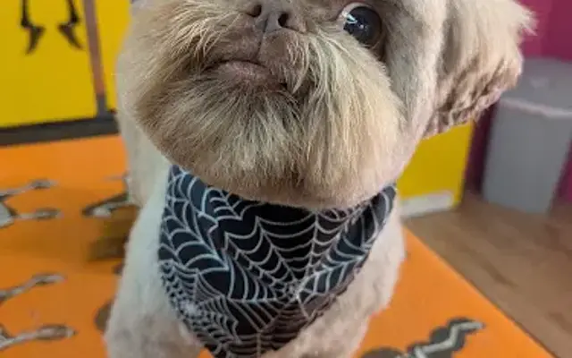 Rhe of Sunshine Grooming in Bangor, ME