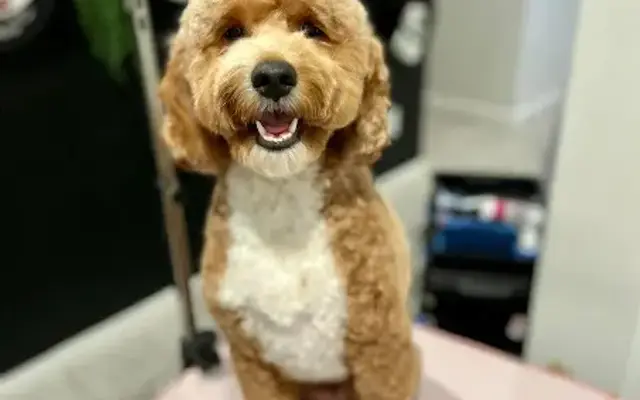 Borks and Bubbles Mobile Dog Grooming in Haslet, TX