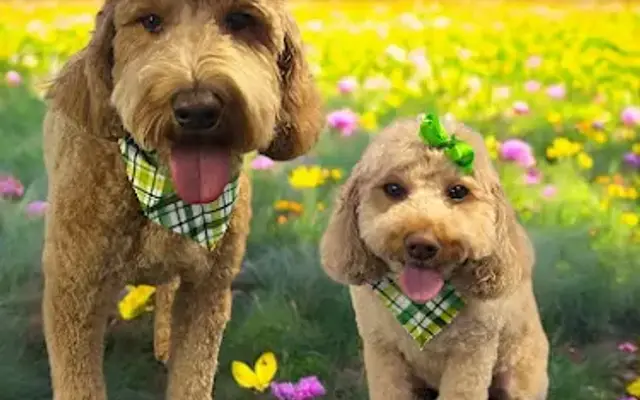 Oodles Mobile Grooming in Dayton, OH