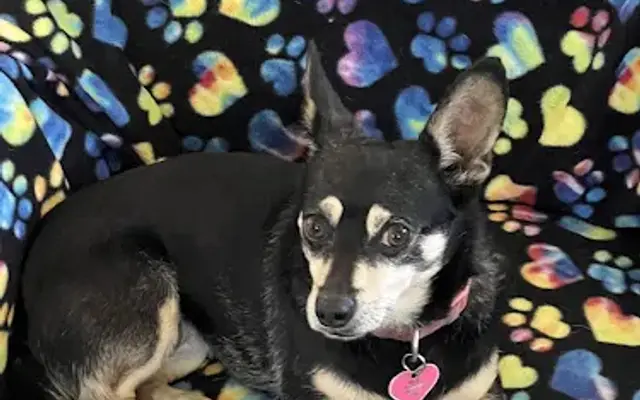 Pampered Pets Boarding & Day Care in Vacaville, CA