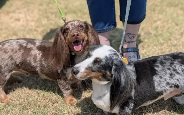 Country Fluff LLC in Guthrie, OK