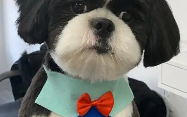 Pawfection grooming spa in South River, NJ