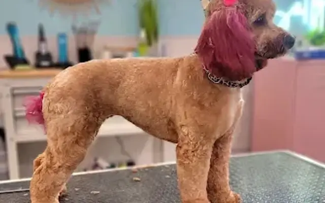 The Salty Paw Pet Salon in Jackson, GA